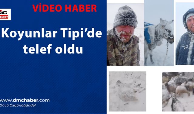 Koyunlar Tipi’de telef oldu, köylüler yardım bekliyor