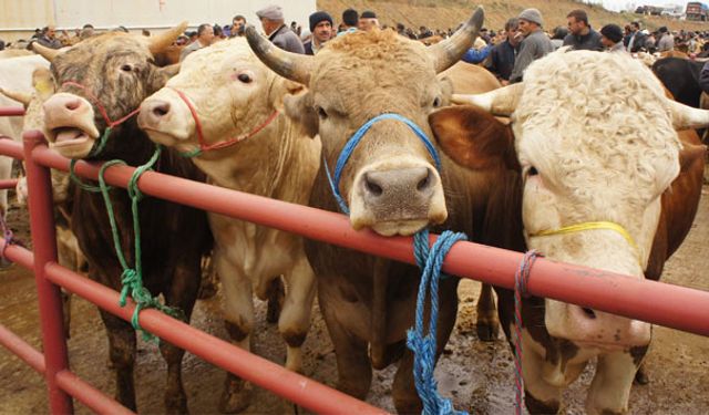 2025 yılı vekaletle kurban kesim bedeli belli oldu