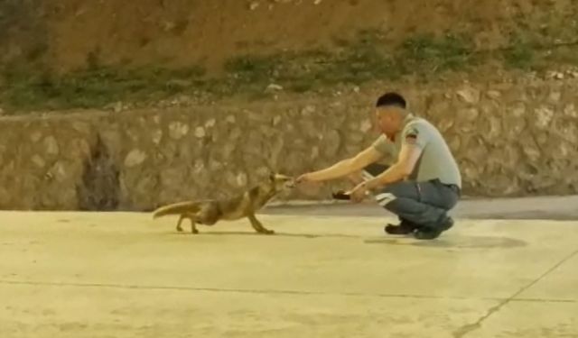 Özel güvenlik görevlisi ile tilkinin dostluğu görenleri şaşırtıyor