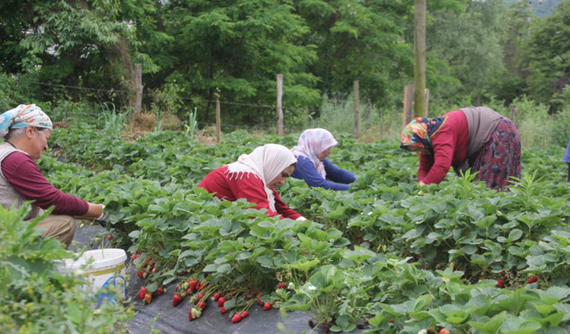 Çilek tarlası kadınların ekmek kapısı oldu
