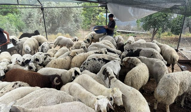 Kurban pazarlarında yeni nesil dolandırıcılık