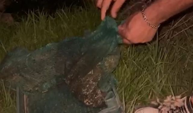 Niğde'de 133 kilo kurbağa yakalandı!