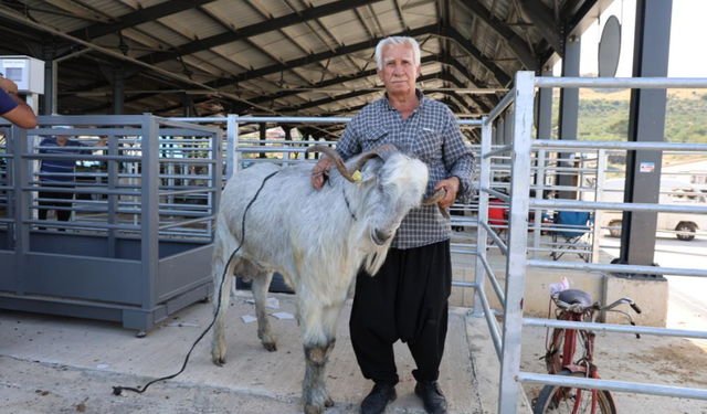 153 kiloluk dev teke pazarda ilgi odağı oldu