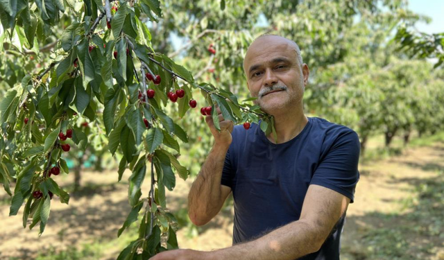 Çay bardağına sığmayan dev kirazda hasat zamanı
