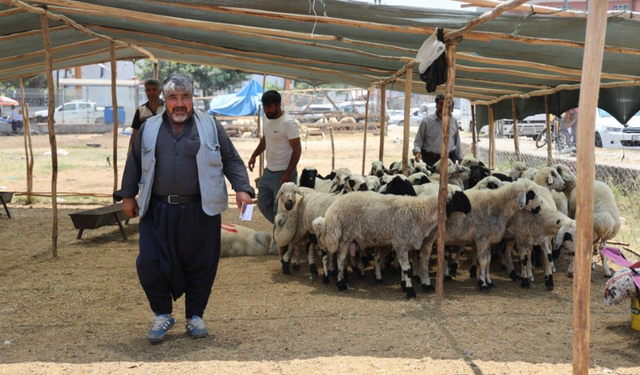 Vatandaşa bayram müjdesi: Kurbanlık fiyatları yüzde 40 düştü