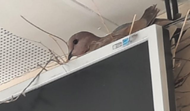 Doktor kapısında sürpriz misafir