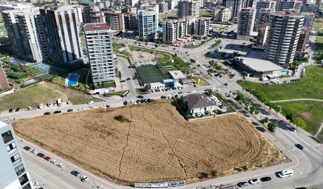 Milyon dolarlık lüks gökdelenlerin ortasında buğday hasadı