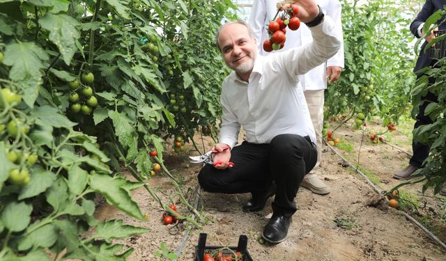 Seralarda hasat yaptı