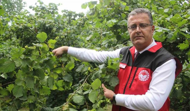 Fındıkta rekolte tespit çalışmaları başladı