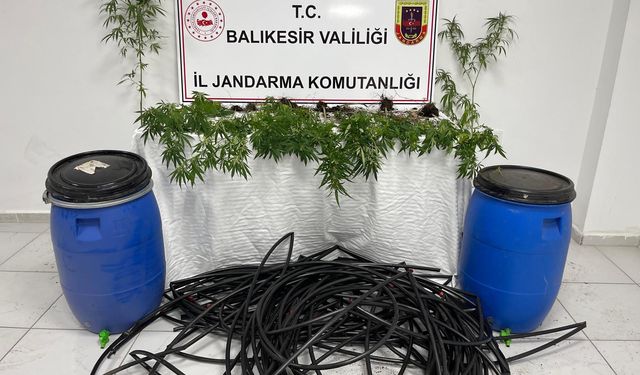 Damlama sulamalı kenevir tarlasına jandarma baskını