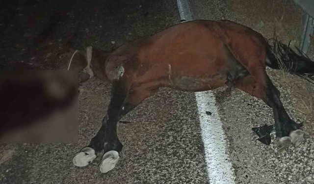 Aracın çarptığı at telef oldu