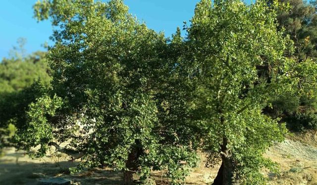 Asırlık çınar ağaçların koruma altına alınması isteniyor