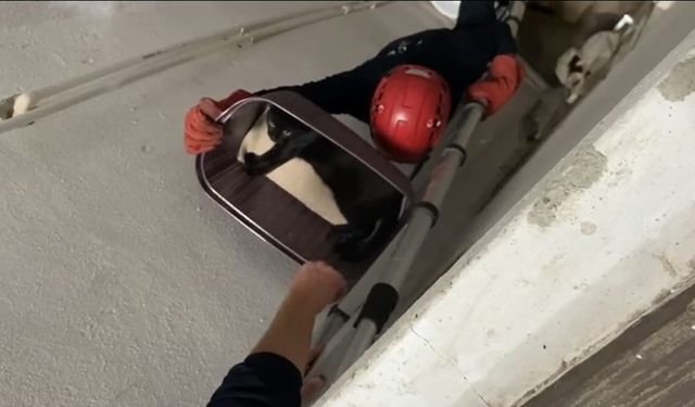 Apartman boşluğuna düşen kedi yaralı olarak kurtarıldı