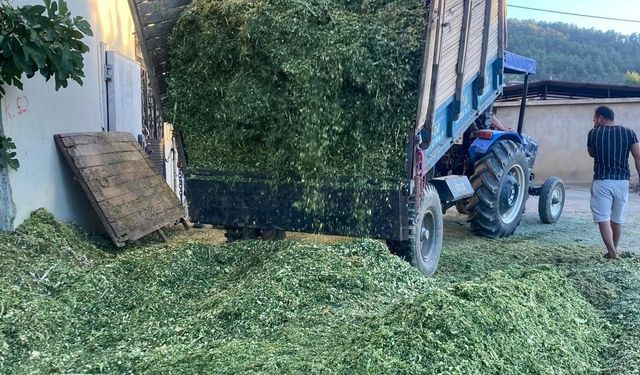 Besiciler mısır slaj yem yapımına başladı