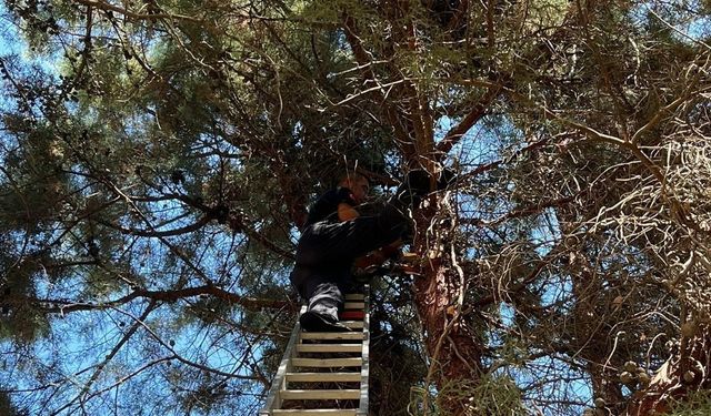 Çam ağacında mahsur kalan kediyi itfaiye kurtardı