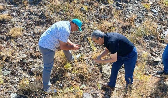 Maden çayı tohumu toplama çalışması