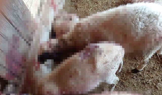 Gece ağıla giren kurt, 8 kuzuyu telef etti