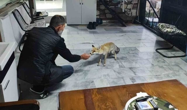 Hane halkı gibi davranıyor, tilkinin dostluğu gülümsetiyor