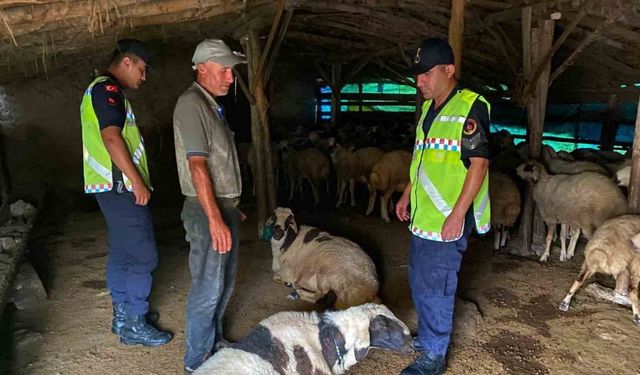 Kayıp küçükbaş hayvanlar bulundu
