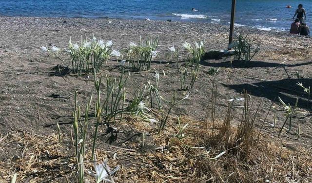 Koparmanın cezasını duyanlar yanından geçmiyor