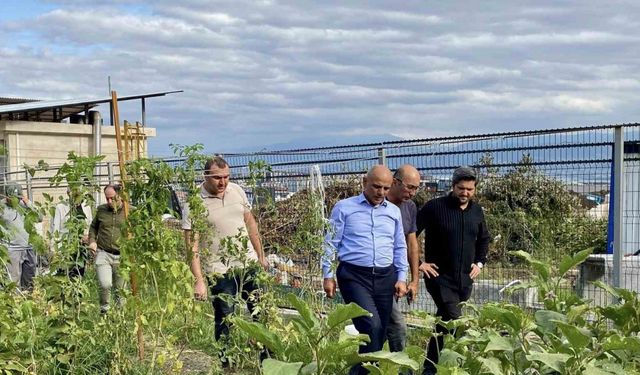 Ata tohumlarının ilk hasadı yapıldı