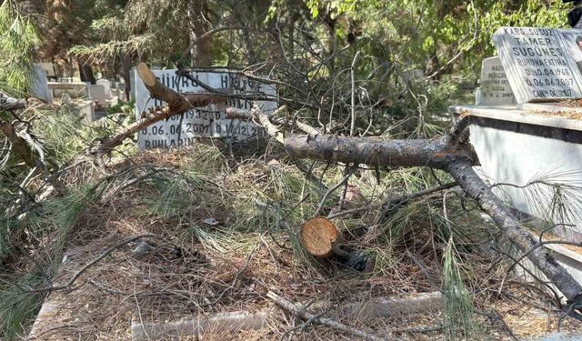 Mezarlıkta budanan ağaçlar kabirlere zarar verdi
