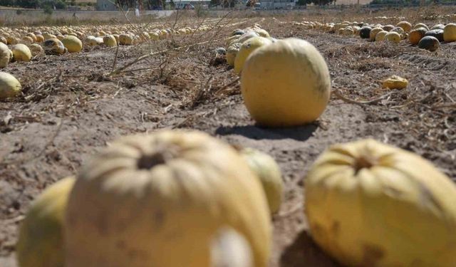 Kabak çekirdeği hasadı başladı