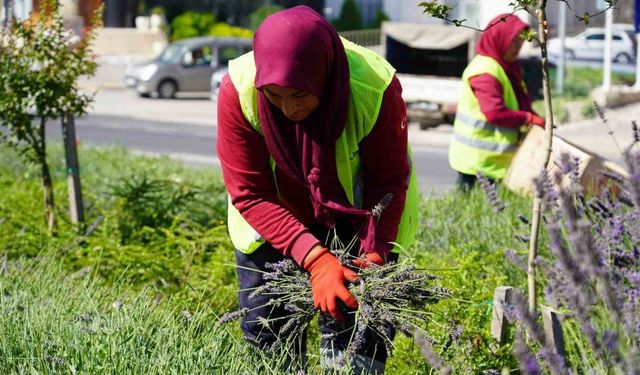Göz kamaştıran lavantalar hasat edilmeye başlandı