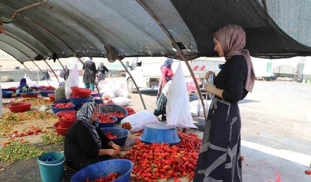 Mevsimlik tarım işçilerine mobil sağlık hizmeti