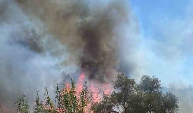 Sazlık alanda çıkan yangın büyümeden söndürüldü
