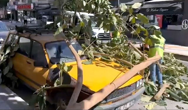 Ağaç dalı park halindeki aracın üzerine düştü