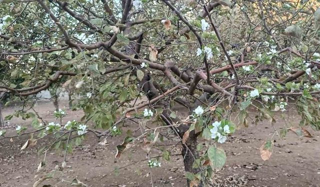 Sonbaharda ağaç çiçek açtı, görenler hayrete düştü