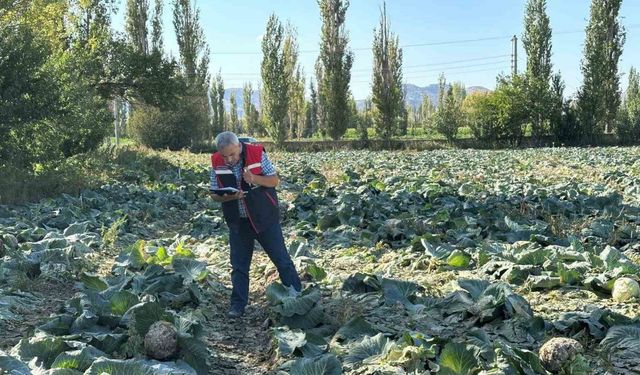 Tarım ürünlerinin tarladaki kalite kontrolleri devam ediyor