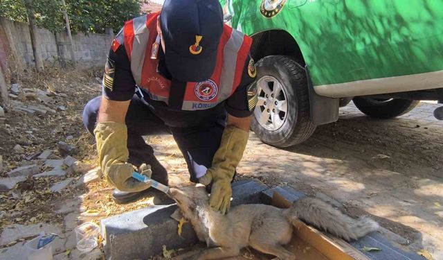 Yaralı tilki tedavi altına alındı