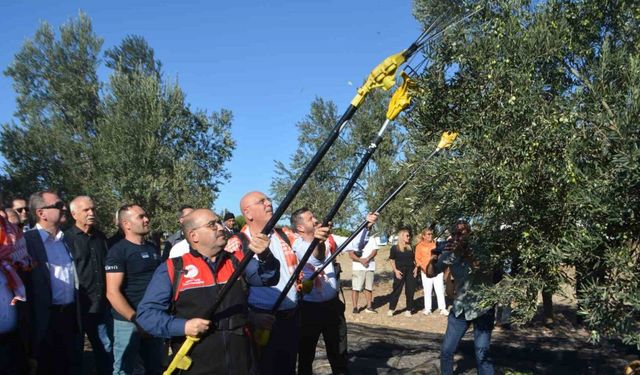Yılın ilk zeytinyağı üretimi yapıldı