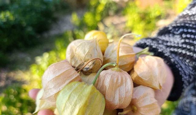 Altın Çilek bereketi pazar tezgahına yansıdı