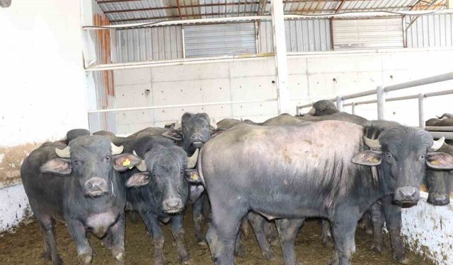 Anadolu mandaları yetiştiricilere teslim edildi