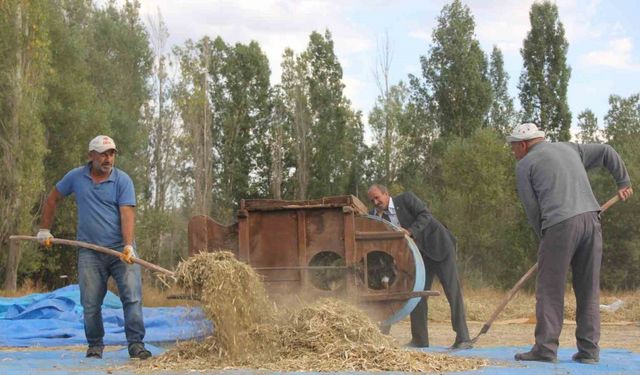 Ata tohumu fasulyeler geleneksel yöntemlerle üretiliyor