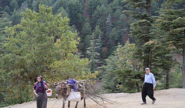 Dağ köylerinde eşekle odun çekme nostalji yaşattı
