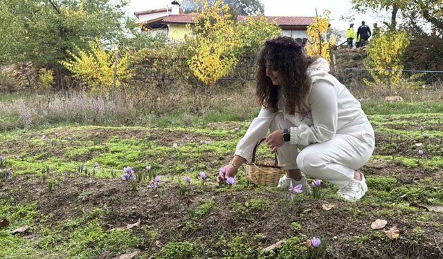 Safranın kilogramı 600 bin liradan satılacak