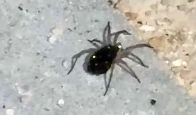 Kurt örümceği görüntülendi