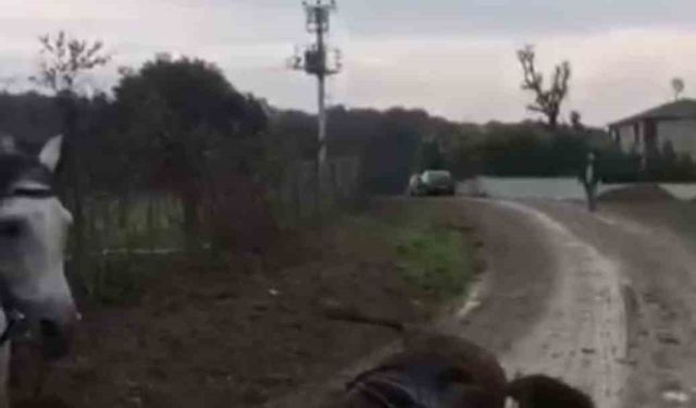 Elektrik akımına kapılan at telef oldu