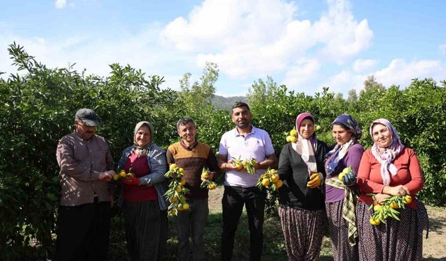 En ucuz meyve: Mandalina bahçede 8 TL’ye kadar düştü