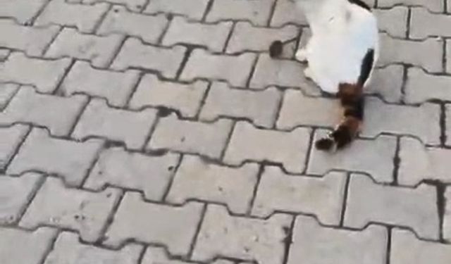 Kedinin fareyle oyunu kamerada