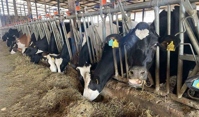 Kırmızı et fiyatlarının ateşi düştü