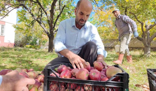 Kışlık elmalar dallardan indirilmeye başlandı