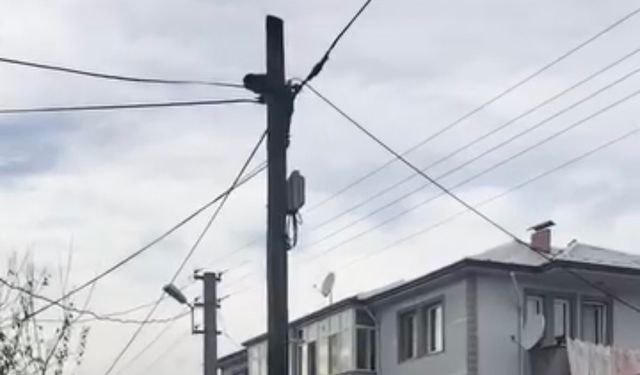 Köpeklerden kaçtı, direkte mahsur kaldı