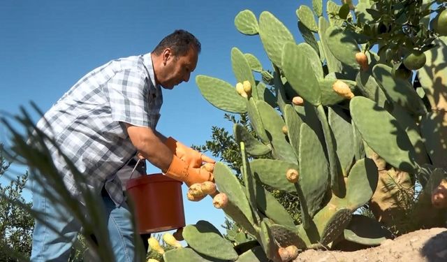 Kurak tarlalardan gelen lezzet