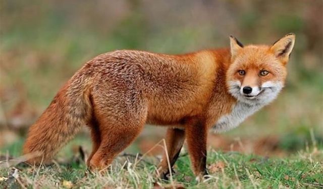 Yaban hayvanları havadan aşılanacak