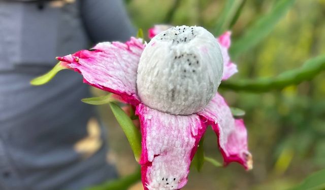 Türkiye’nin tarım merkezinde ejder meyvesi hasadı başladı